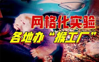 “人猴共孕”胚胎被迫结束，三千“观”升维关键